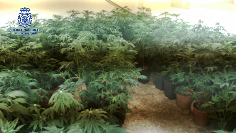 Cuatro detenidos en Gandia y Daimús con 21 kilos de marihuana