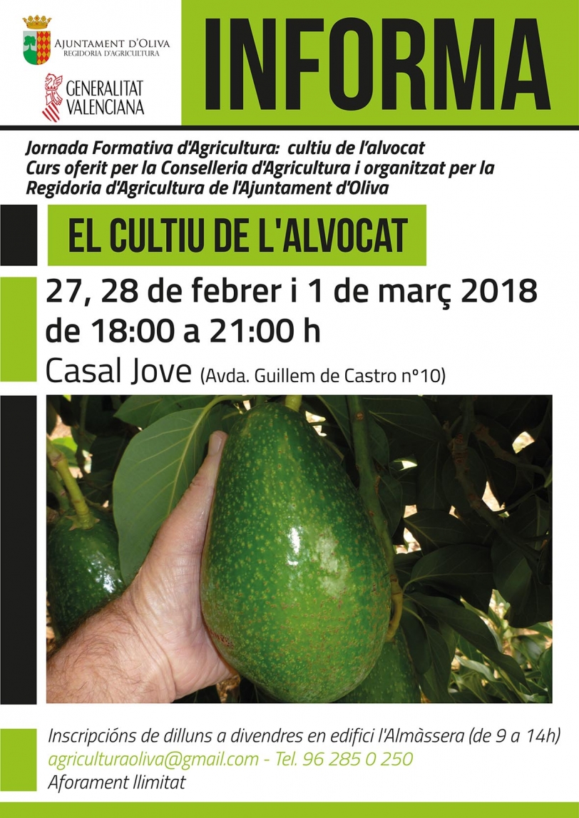 Nuevo curso en Oliva sobre el cultivo del aguacate, técnicas y utilidades