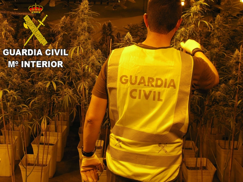La Guardia Civil detiene en la Font a un hombre con 660 plantas de marihuana
