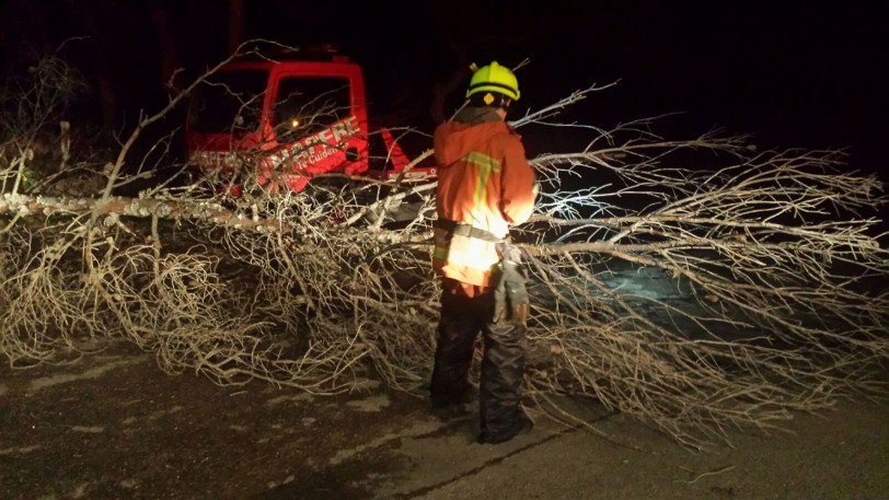 Los Bomberos actúan en la caída de un árbol por el viento en Marxuquera