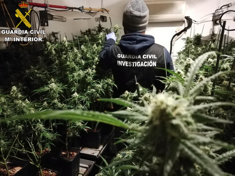 Dos detenidos en la Drova-Barx con un millar de plantas de marihuana