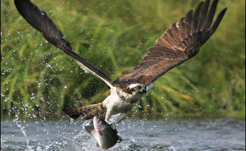 Recuperar el águila pescadora en el marjal Oliva-Pego mantiene el ecosistema