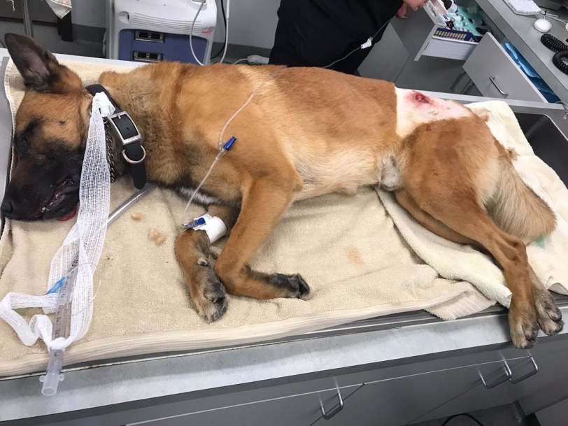 Una vecina de Gandia consigue que condenen a quienes mataron a su perra
