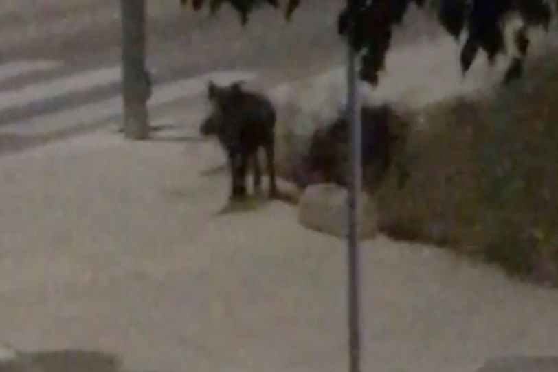 Jabalíes por Gandia comiéndose la comida de los gatos en la zona de Mar Tres