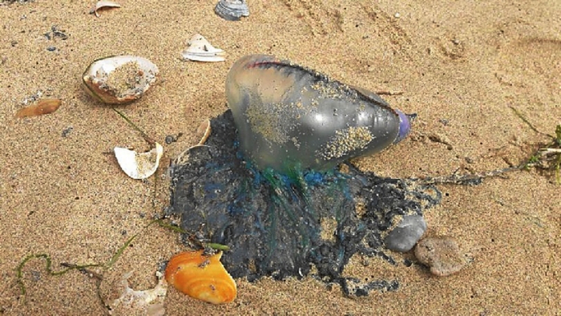 Tavernes cierra su playa ante la aparición de una nueva carabela portuguesa