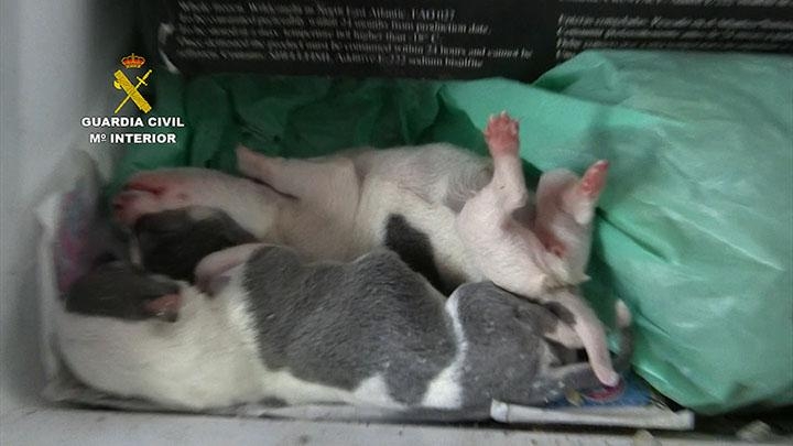 Gandia condena el maltrato animal de una empresa en Vinaròs