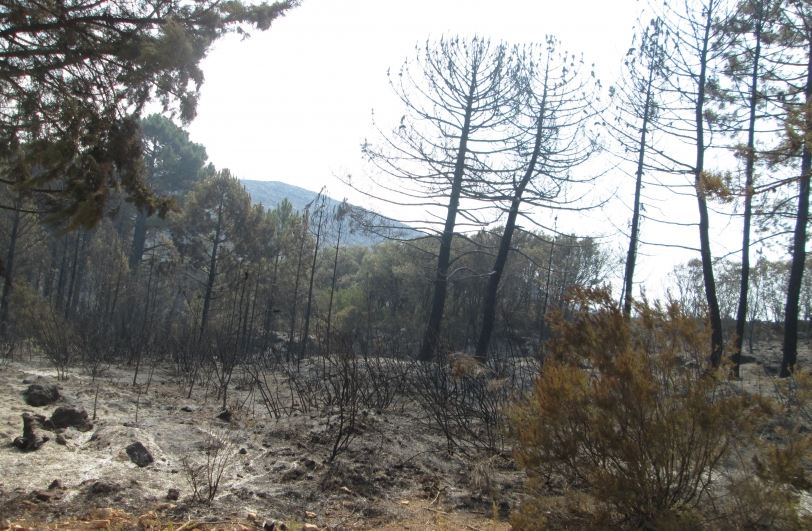 Vídeo de la Zona Cero del incendio de Llutxent vista por los Bomberos