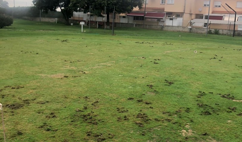 Una manada de jabalíes destroza parte del Campo de Golf de Gandia