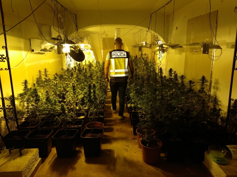 La Policía desmantela plantaciones de marihuana en Almoines y Xeraco