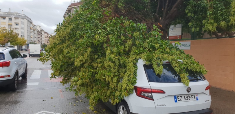 Las lluvias causan la caída de un árbol sobre un coche en Gandia