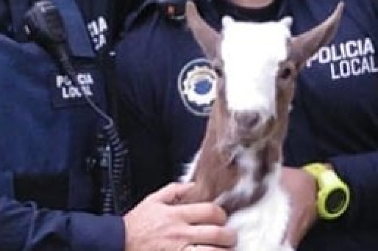 Zoo o Belén: La Policía se incauta de un caballo, una cabra y dos perros
