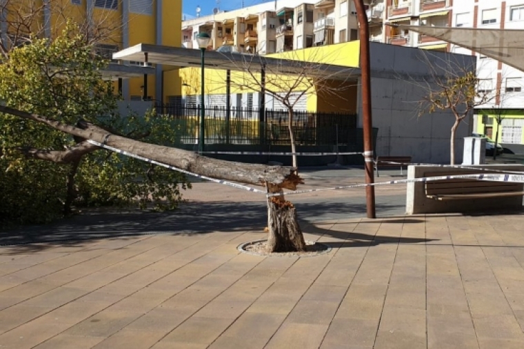 El viento causa desperfectos en Gandia llegando a partir un árbol