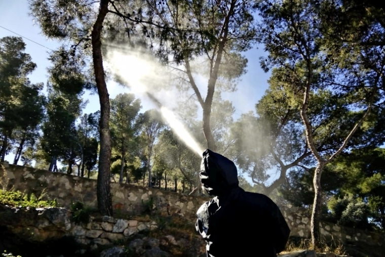 Oliva continúa con el tratamiento contra la plaga de la procesionaria