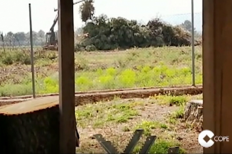 Arrancan árboles verdes en Marxuquera con maquinaria específica