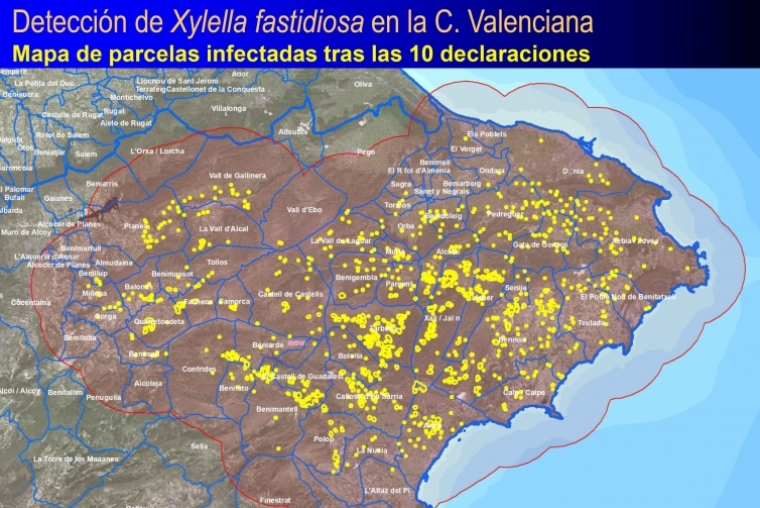 Oliva pasa a ser municipio en riesgo de afectación por la plaga de Xylella