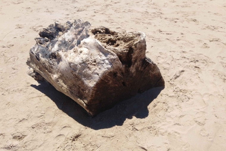 Peces muertos y basura yacen en plena playa del Auir en Gandia