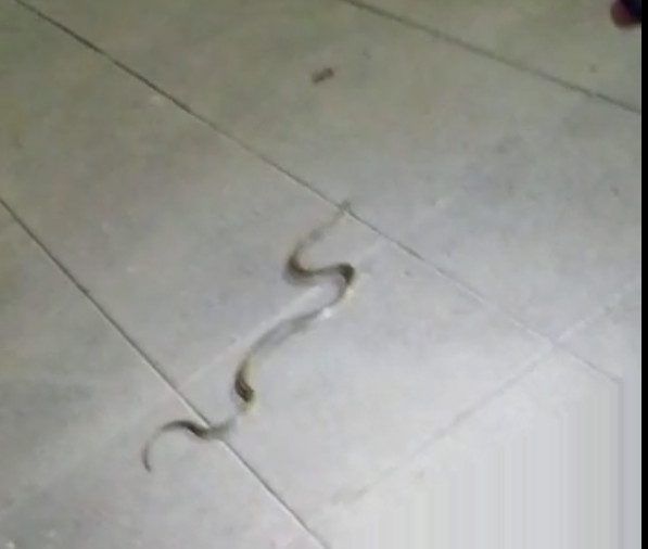 Una ''fósfora'' graba anoche una serpiente por las calles de Gandia