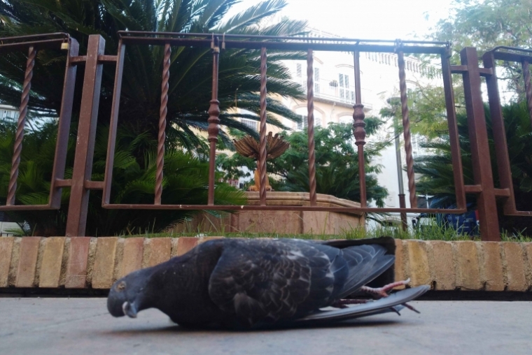 Aparecen palomas envenenadas en pleno centro histórico de Gandia