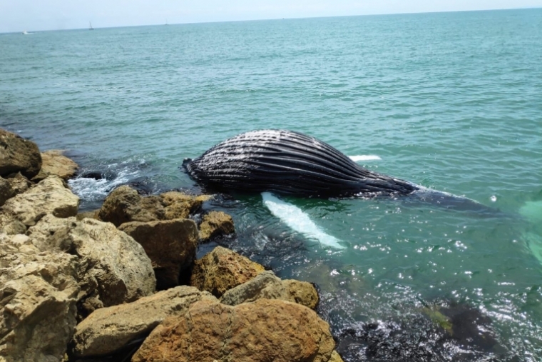La ballena de Gandia camino de Lleida para convertirse en abono y purines