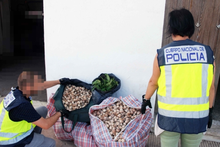 Detenido el empleado de un vivero en Gandia con cápsulas adormidera y maría