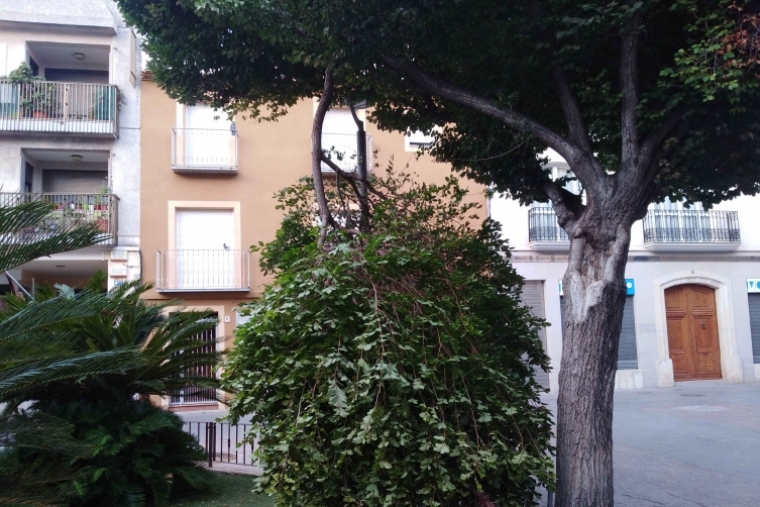 Cae parte de un árbol en la plaza Loreto de Gandia durante el fin de semana