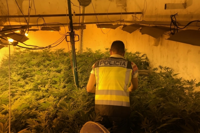 Detenidos en Daimús un matrimonio y su hijo con un laboratorio de marihuana