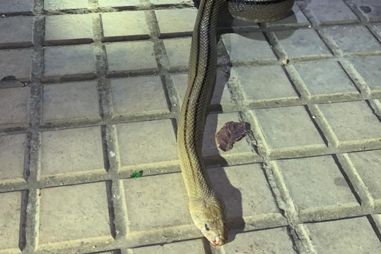 Hallan una serpiente de metro y medio en la avenida de Alacant en Gandia