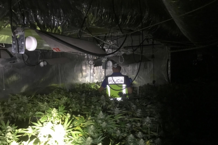 Un matrimonio de Gandia detenido con 60 kilos de marihuana en sus casas