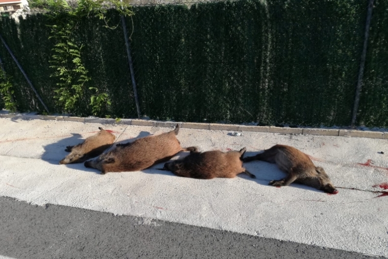 Atropello de cuatro jabalíes en la carretera Gandia-Barx