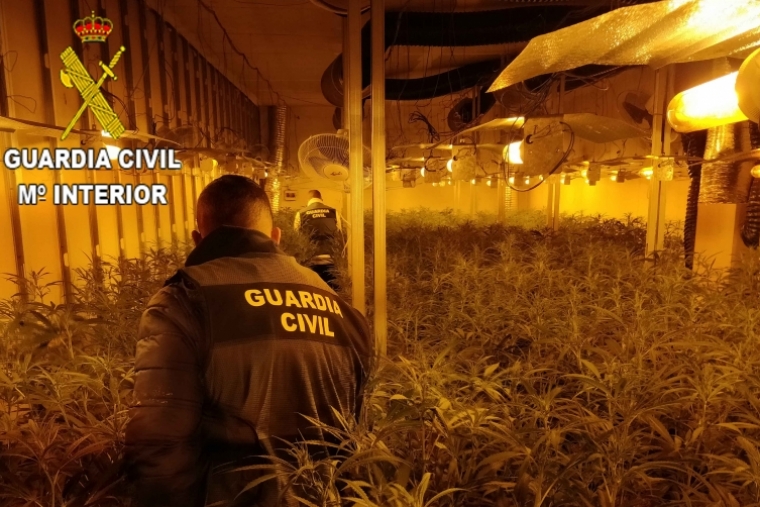 Más de 1.700 plantas de marihuana en 15 cultivos ''indoor'' en Oliva