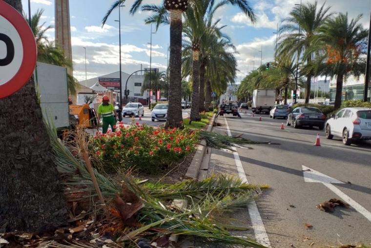 Gandia inicia la poda de 200 palmeras en el acceso sur de la ciudad
