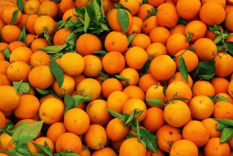 Juzgan a un empresario de naranjas por estafar a agricultores de la Safor