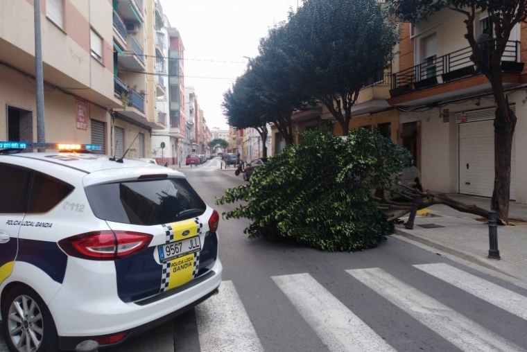 Las fuertes rachas de viento en Gandia tiran árboles, toldos y palmeras