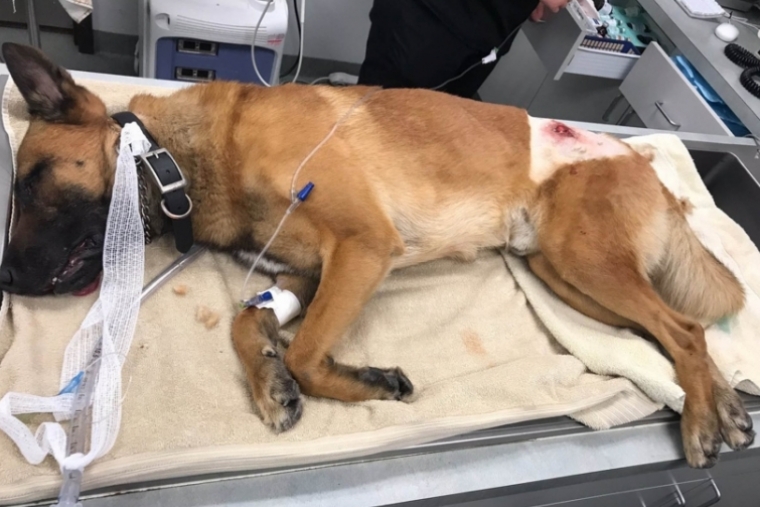 Confirmado, los dos maltratadores mataron a la perrita de una gandiense