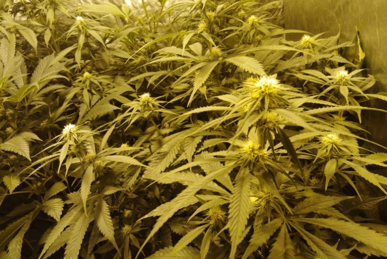 En naves de Gandia, Xeresa y Miramar se autosuministraban de marihuana