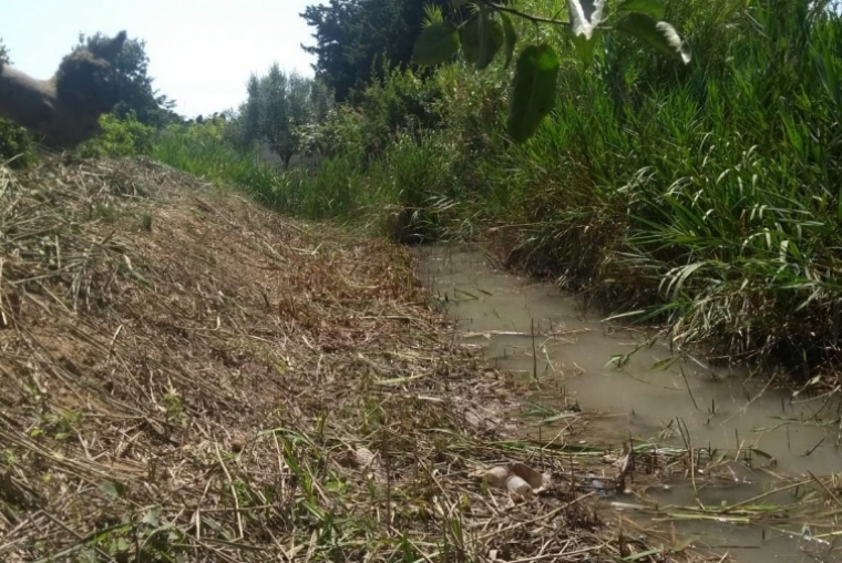 Oliva obtiene una subvención de 155.000 euros para atenuar el paro agrícola