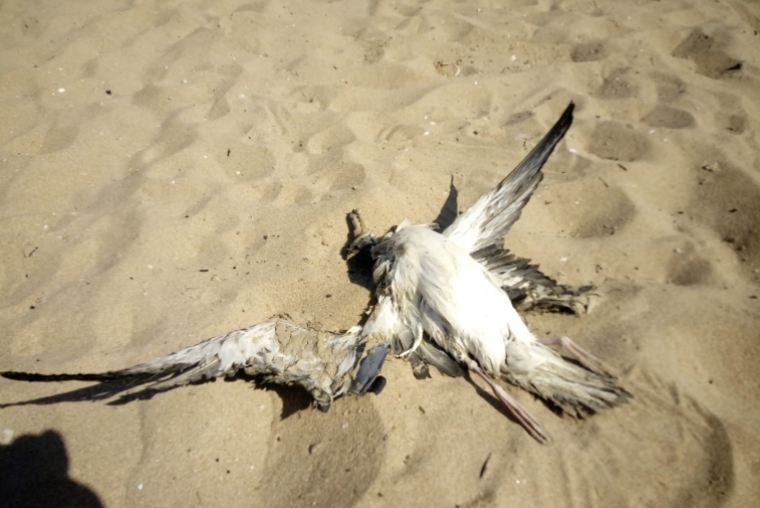 Aparecen muertas en la playa de Gandia mutitud de gaviotas