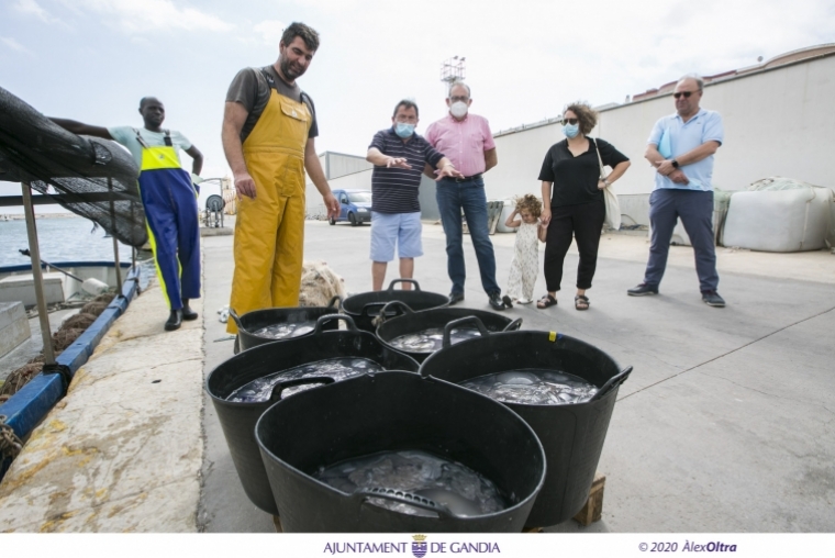 Los pescadores de Gandia recogerán un año más las medusas de las playas