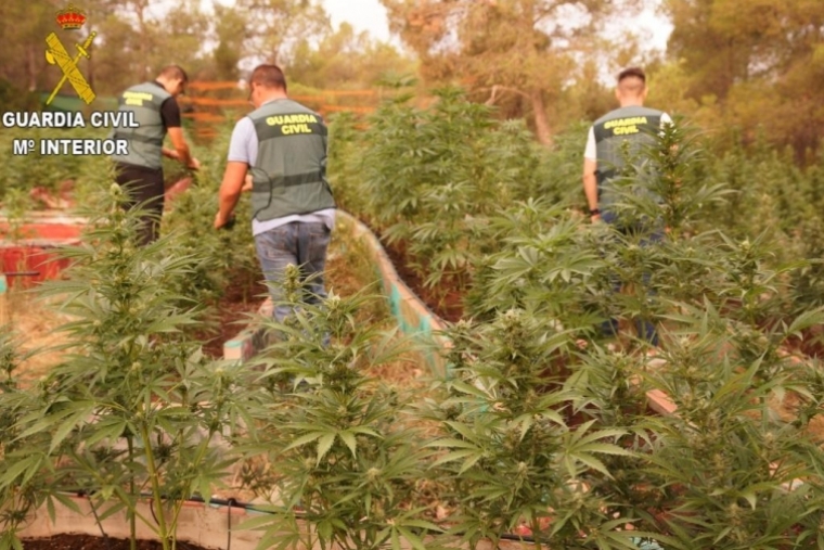 La Guardia Civil se incauta de 1.000 plantas de marihuana en Oliva y Alfauir