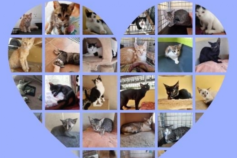 Ayuda Animalista: Un centenar de gatos van a ser desahuciados en Gandia