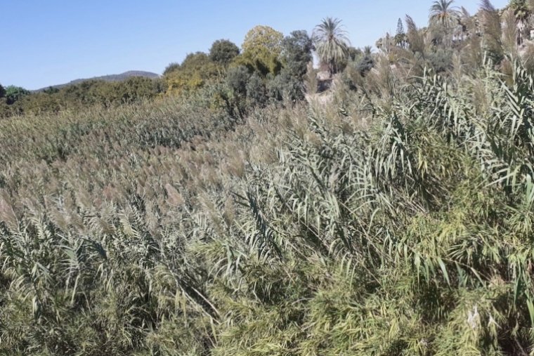 El PP de Gandia exige limpieza urgente del cauce del río Serpis y barrancos