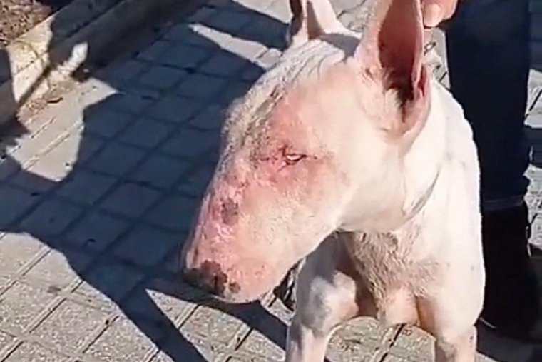 Un segundo perro rescatado de la vivienda de Bellreguard