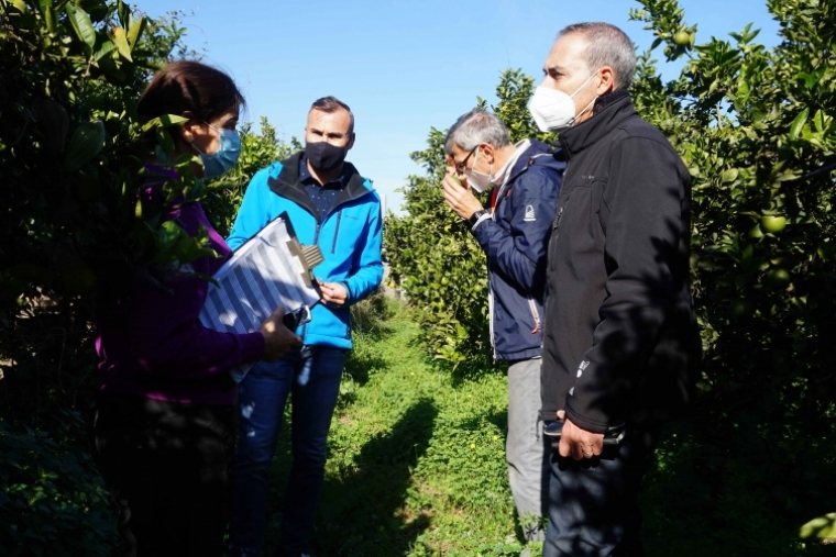 Oliva sigue aplicando técnicas agrícolas para acabar con la plaga de cotonet