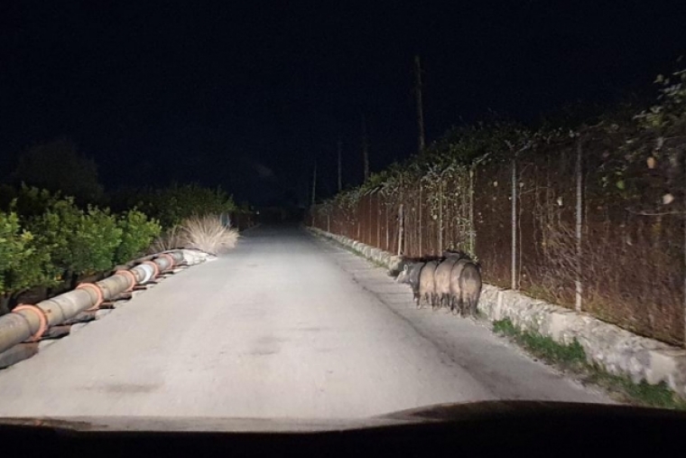 Siguen las piaras de jabalíes por los campos de Gandia y la Safor