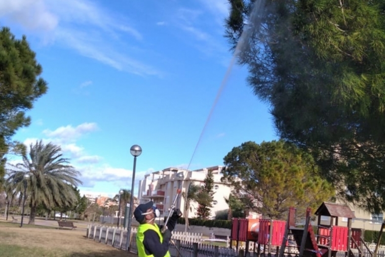 Xeraco inicia la campaña contra la procesionaria del pino