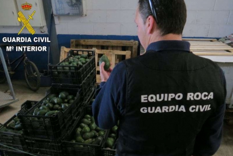 Roban varios miles de kilos de aguacates a un agricultor del Grau de Gandia