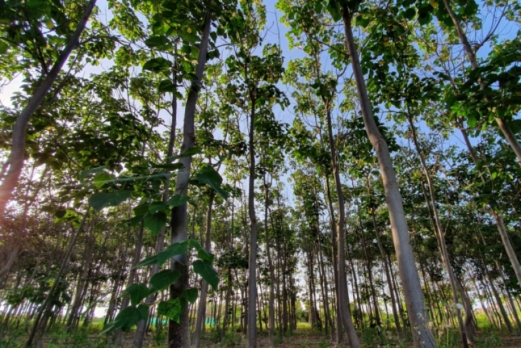 Miramar sigue apostando por reducir el CO2 con el proyecto de las Paulownias