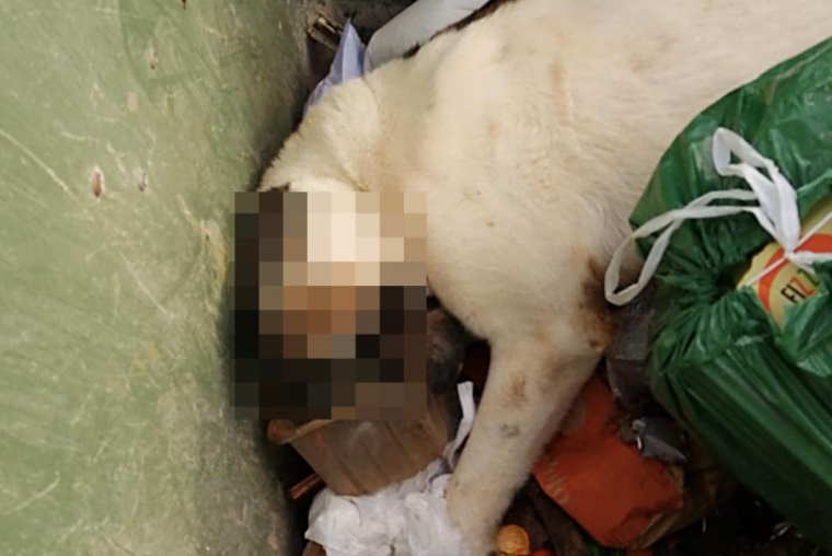 Hallan un perro muerto dentro de un contenedor en Palma de Gandia