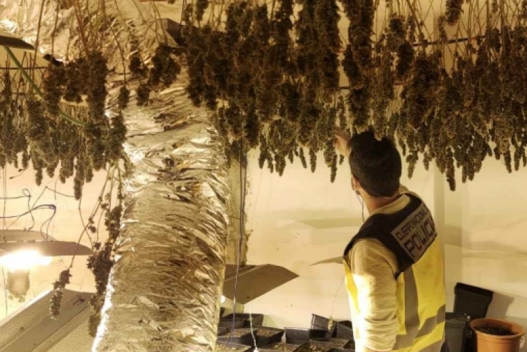Tiran plantas de marihuana desde los balcones al llegar la Policía en Gandia
