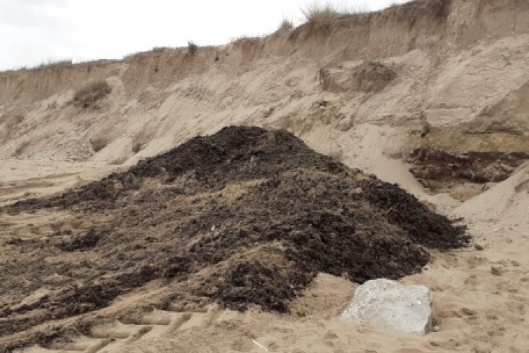 Oliva pide a Costas soluciones ante la acumulación de posidonia en la playa